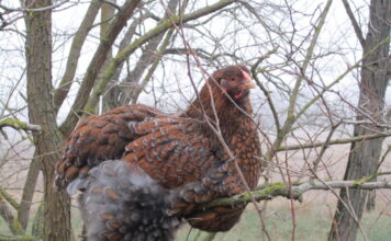 Tierliebende HaushaltshelferIn gesucht! — Háztartásvezetőt, háziállatgondozót keresek