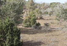 Ein Herbstausflug: Puszta-Nelke (Tartós szekfű) und Herbstzeitlose (Kikerics)