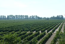 Weinexport im Tiefflug