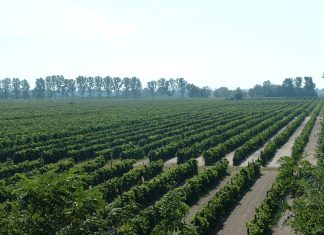 Weinexport im Tiefflug