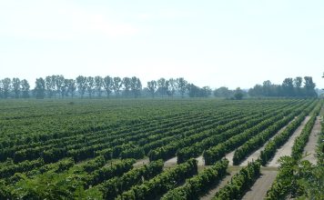 Weinexport im Tiefflug