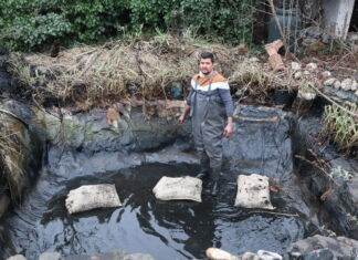 Mein Gartenteich ist trüb! Oder schon tot???