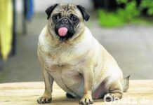 Versicherung in Ungarn für Kleintiere