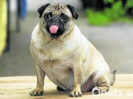 Versicherung in Ungarn für Kleintiere