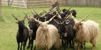 Staatliche Tierzuchtförderung