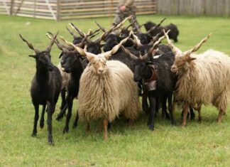 Staatliche Tierzuchtförderung