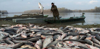 Gold und Zyanid – Naturkatastrophe an der Theiß vor 25 Jahren