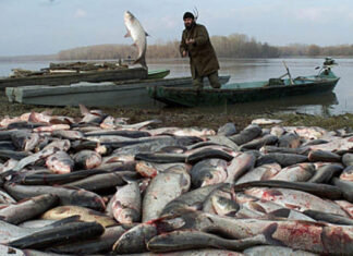 Gold und Zyanid – Naturkatastrophe an der Theiß vor 25 Jahren