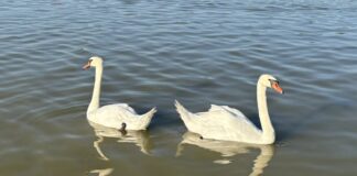 Sommerende mit Schwänen in Soltvadkert