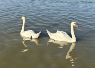 Sommerende mit Schwänen in Soltvadkert