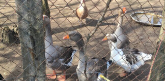 Professionaler Landwirt werden in Ungarn – Képezd magad a legjobbra!